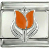 Holland tulipán